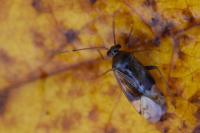 Pinalitus cervinus