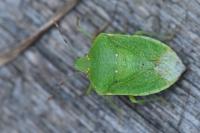Nezara viridula