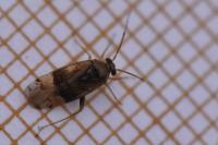 Pinalitus cervinus