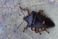 Pinthaeus sanguinipes