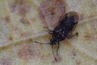 Kleidocerys resedae