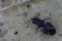 Oxycarenus modestus