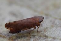 Fieberiella florii