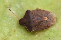 Peribalus strictus