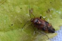 Lygus pratensis