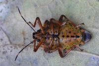 Pinthaeus sanguinipes