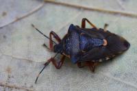 Pinthaeus sanguinipes