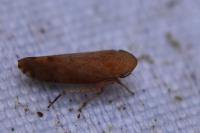 Fieberiella florii