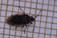 Kleidocerys resedae