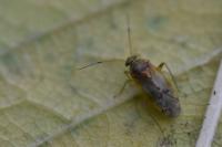 Pinalitus cervinus