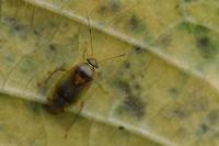 Pinalitus cervinus