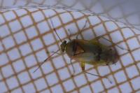 Pinalitus cervinus