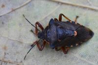 Pinthaeus sanguinipes