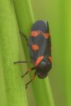 Cercopis intermedia