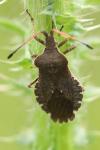 Enoplops scapha