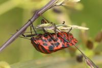 Graphosoma italicum
