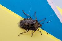 Rhaphigaster nebulosa