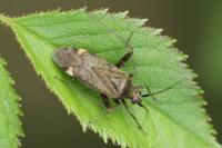 Closterotomus fulvomaculatus