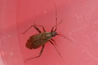 Closterotomus fulvomaculatus