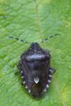 Dolycoris baccarum