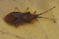 Gonocerus acuteangulatus