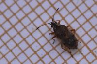 Kleidocerys resedae