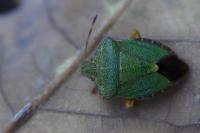 Palomena prasina