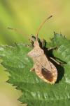 Coreus marginatus