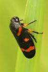 Cercopis intermedia
