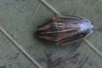 Aelia acuminata
