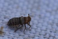 Conomelus anceps