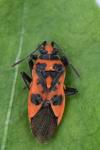 Corizus hyoscyami