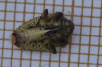 Elasmucha grisea