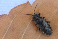 Heterogaster urticae