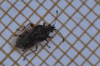 Kleidocerys resedae