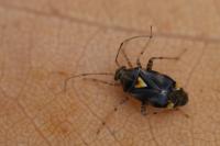 Liocoris tripustulatus