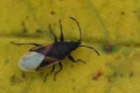 Oxycarenus lavaterae