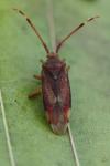 Pantilius tunicatus