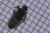 Peritrechus gracilicornis