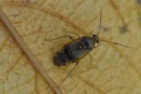 Pinalitus cervinus