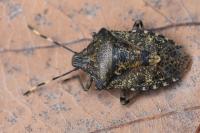Rhaphigaster nebulosa