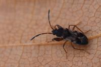 Scolopostethus affinis