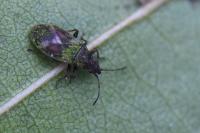 Oxycarenus modestus