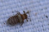 Conomelus anceps