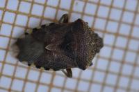 Elasmucha grisea