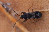 Scolopostethus affinis