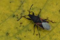 Oxycarenus lavaterae