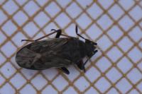 Peritrechus gracilicornis