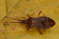 Gonocerus acuteangulatus