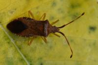 Gonocerus acuteangulatus